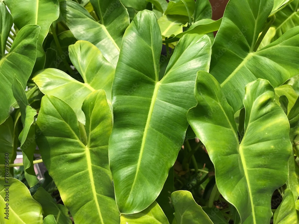 green leaves of a plant