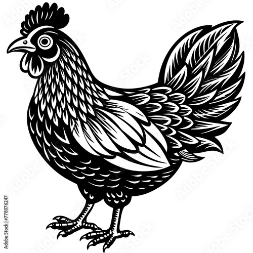 Chicken vector illustration