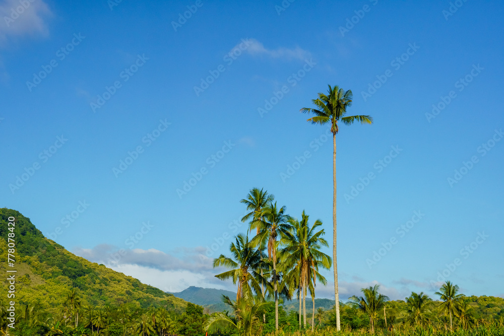 Beautiful tropical nature with coconut palm tree on blue sky. Coconut palm trees against blue sky. tropical coconut palm tree over clear blue sky background with copy-space Beautiful tropical nature with coconut palm tree on blue sky. Coconut palm trees against blue sky. tropical coconut palm tree over clear blue sky background with copy-space
