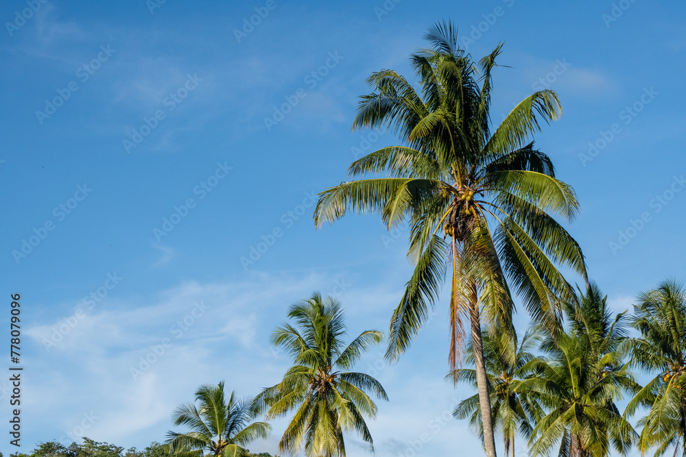Beautiful tropical nature with coconut palm tree on blue sky. Coconut palm trees against blue sky. tropical coconut palm tree over clear blue sky background with copy-space Beautiful tropical nature with coconut palm tree on blue sky. Coconut palm trees against blue sky. tropical coconut palm tree over clear blue sky background with copy-space