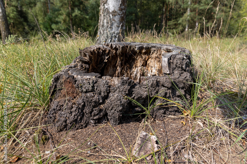 an old rotten stump in the forest after deforestation an old rotten stump in the forest after deforestation