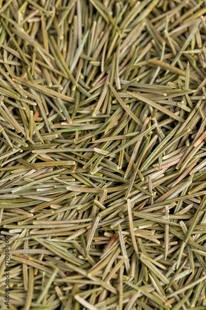sharp dry needles from the Christmas tree sharp dry needles from the Christmas tree