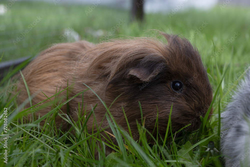 meerschweinchen tier natur langhaar meerschweinchen tier natur langhaar