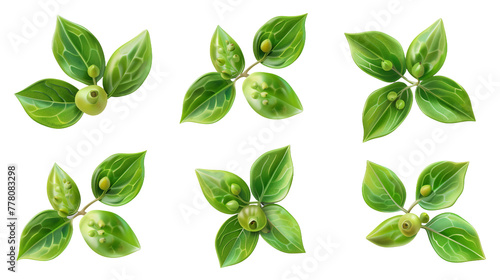 Detailed 3D Rendering of Hoya Wax Plant: Top View Botanical Illustration Isolated on Transparent Background for Home Decor Design Elements