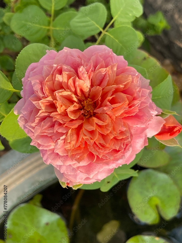 Pink rose close-up against the background of green foliage lit by natural sunlight. Beautiful flowering plants in the summer garden. Pink rose close-up against the background of green foliage lit by natural sunlight. Beautiful flowering plants in the summer garden.