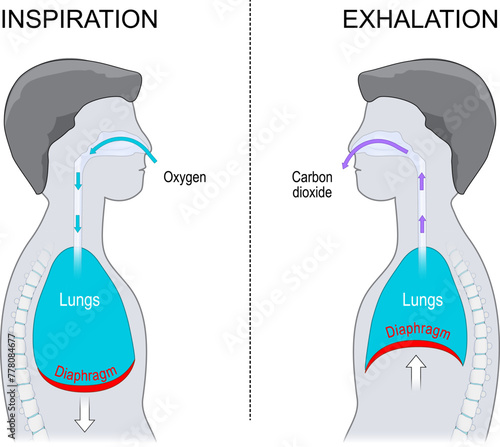 Breathing. Exhalation and Inspiration. Side view