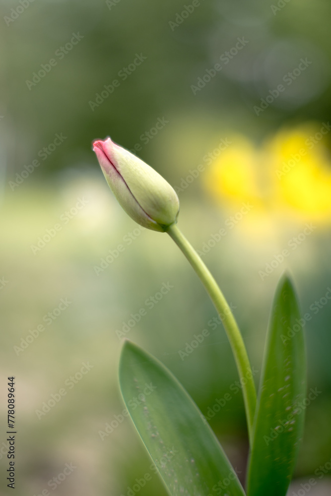 Tulipan ogrodowy - obrazy, fototapety, plakaty 
