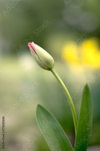 Tulipan ogrodowy