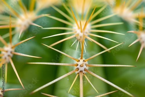 Close up of spines on cactus background.