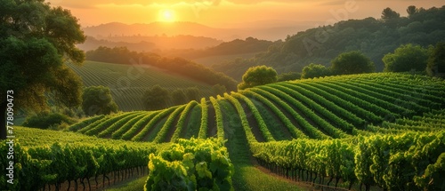 the sun is setting over a vineyard in the hills above the town of napa  napa valley  napa valley  napa valley  napa valley  napa region  napa  napa  napa  napa  napa.