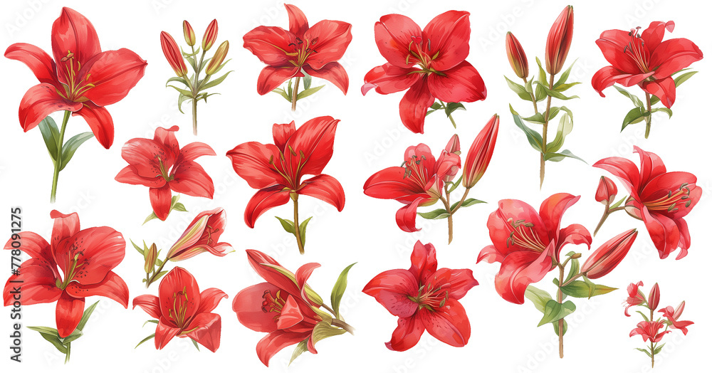  Watercolor red lily clipart for graphic