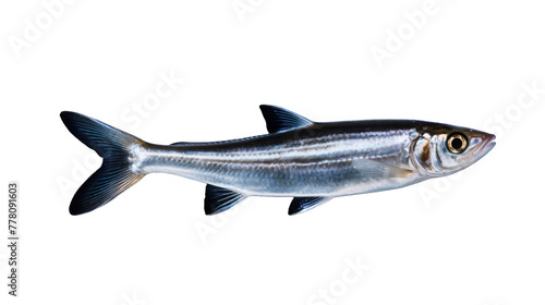anchovys isolated on white