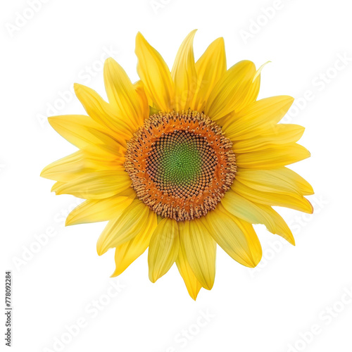 Yellow sunflower on Transparent Background