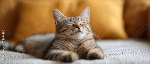 a close up of a cat laying on a couch with it's eyes closed and it's eyes closed. © Mikus
