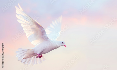 a white dove of peace flies against the background of a gentle pastel sky. Symbol of peace and pacifism photo