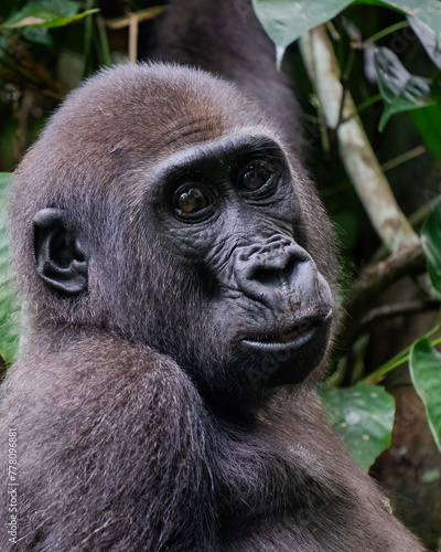 Female Western lowland gorilla, Gorilla gorilla gorilla, in  Dzanga-Sangha Special Reserve, Central African Republic