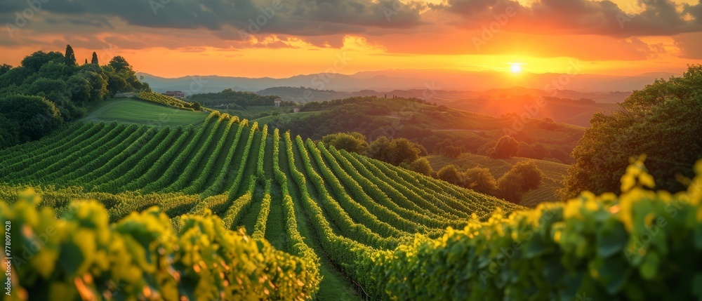 the sun is setting over a vineyard in the hills above the town of napa, napa valley, napa valley, napa valley, napa valley, napa, napa, napa, napa, napa.