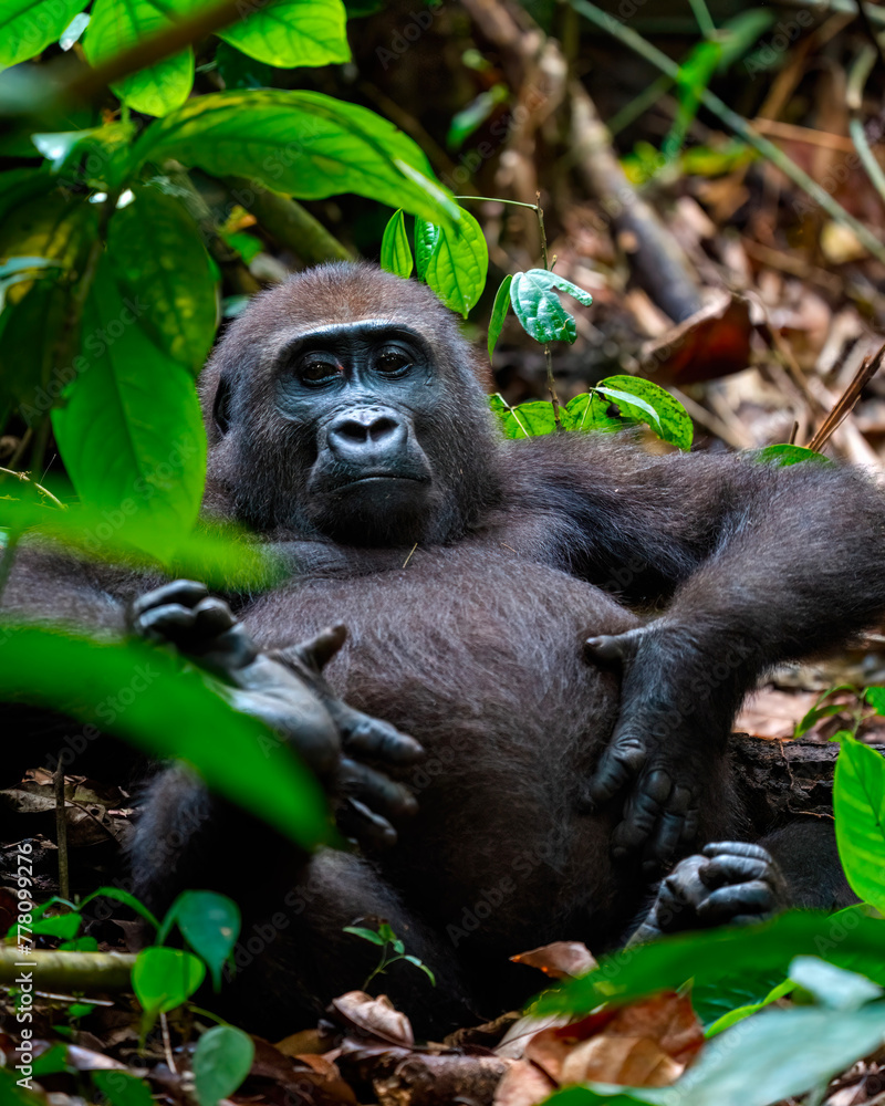Obraz premium Female Western lowland gorilla, Gorilla gorilla gorilla, in Dzanga-Sangha Special Reserve, Central African Republic
