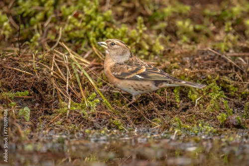 Brambling, female, perched onthe floor in the forest, looking for food in the winter close up in Scotland, uk