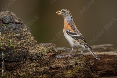 Brambling, male, perched on a branch in the forest, looking for food in the winter close up in Scotland, uk