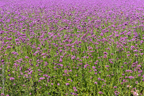 Fototapeta Naklejka Na Ścianę i Meble -  field of flowers