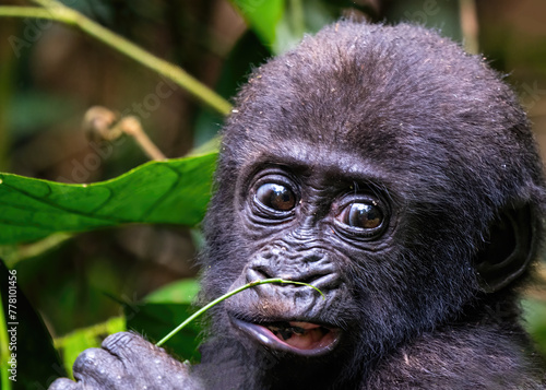 Juvenile Western lowland gorilla, Gorilla gorilla gorilla, in  Dzanga-Sangha Special Reserve, Central African Republic