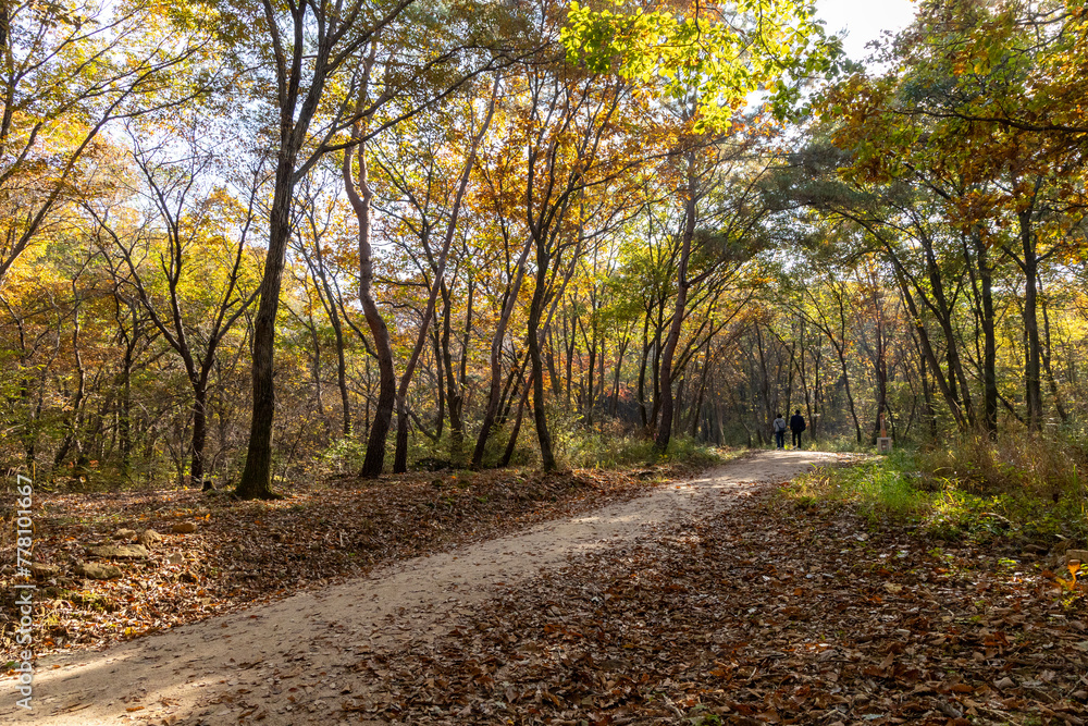 road in autumn forest