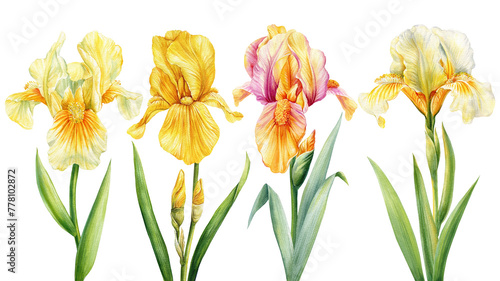 Watercolor yellow irises, beautiful flowers isolated on white background. Hand drawn floral illustration. Greeting card
