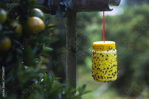 Obraz na płótnie Selective focus yellow plastic can with glue for catching insects