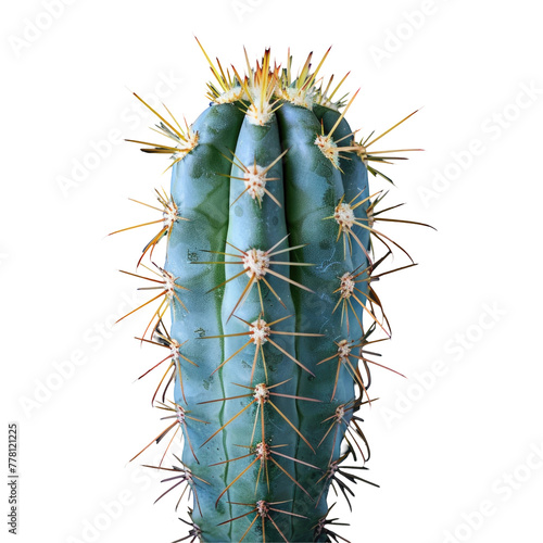 A cactus with numerous spikes on a Transparent Background