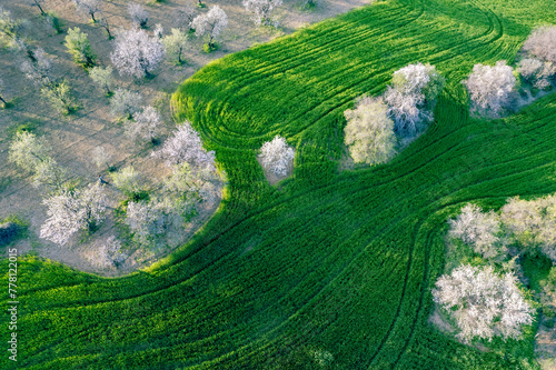 Drone aerial view of green meadow agriculture field and blooming almond tree. Spring season outdoor.