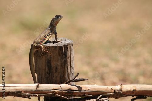 Common butterfly lizard Leiolepis belliana standing on the wood  photo