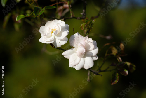 tiny little white rose with bokeh background photo