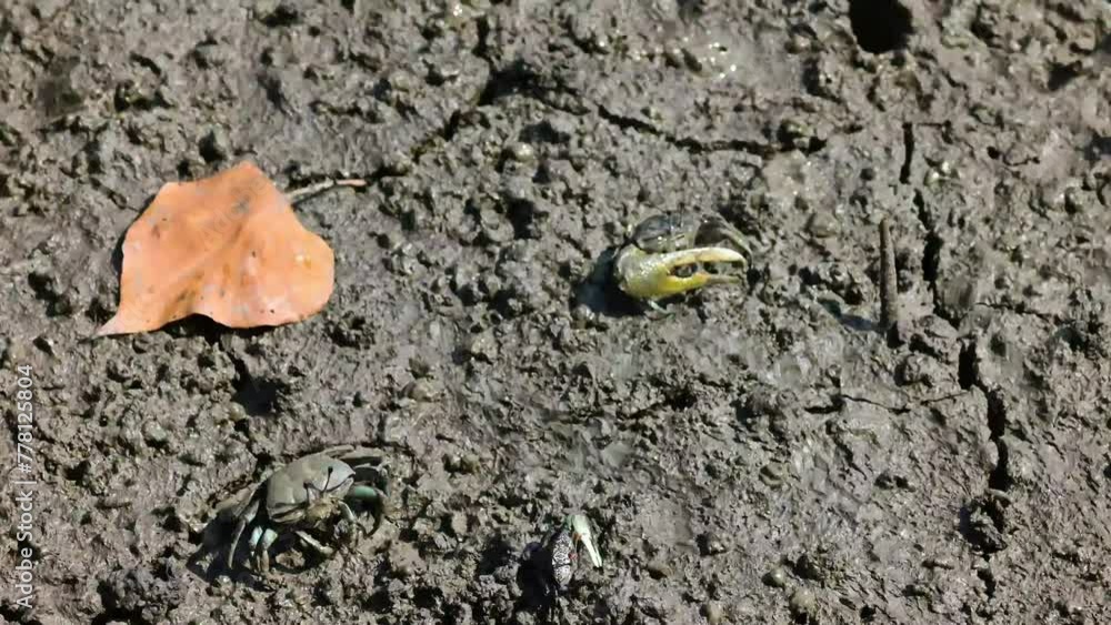 Video clip Finger-clawed crabs come out of their holes to find food on the mudflats in the mangrove forest. Video clip Finger-clawed crabs come out of their holes to find food on the mudflats in the mangrove forest.