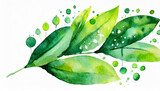 Watercolor illustration of green leaves and drops