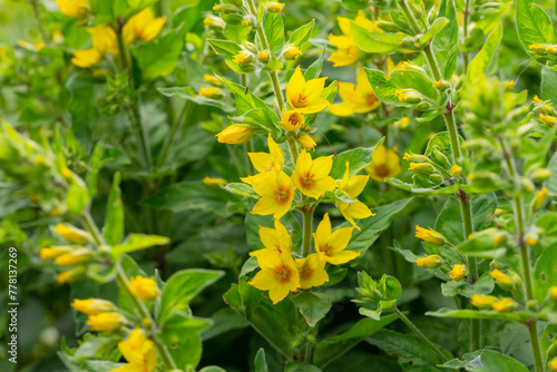 Yellow loosestrife Lysimachia punctata Alexander flowering in a garden photo