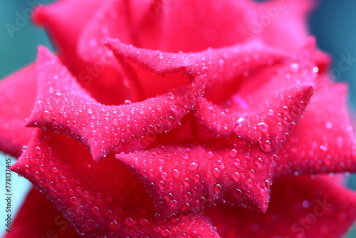 Most beautiful Rose with water drops. Pink rose closeup. A red rose flower in the mist environment. Mist falling into the rose flower photo