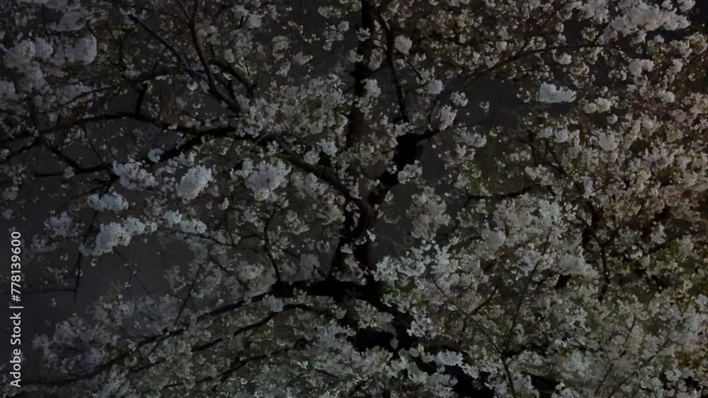 Cherry blossoms in full bloom at night, illuminated against a dark sky Cherry blossoms in full bloom at night, illuminated against a dark sky