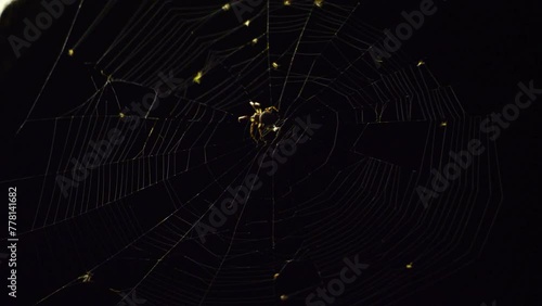 Spider in a web