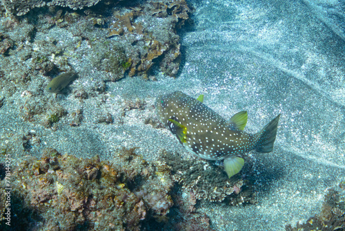 Fototapeta Naklejka Na Ścianę i Meble -  サンゴ礁を泳ぐ大きく美しいサザナミフグ（フグ科）。

スキンダイビングポイントの底土海水浴場。
航路の終点、太平洋の大きな孤島、八丈島。
東京都伊豆諸島。
2020年2月22日水中撮影。


Big beautiful White-spotted puffer (Arothron hispidus, family comprising puffers) swimming in the coral 