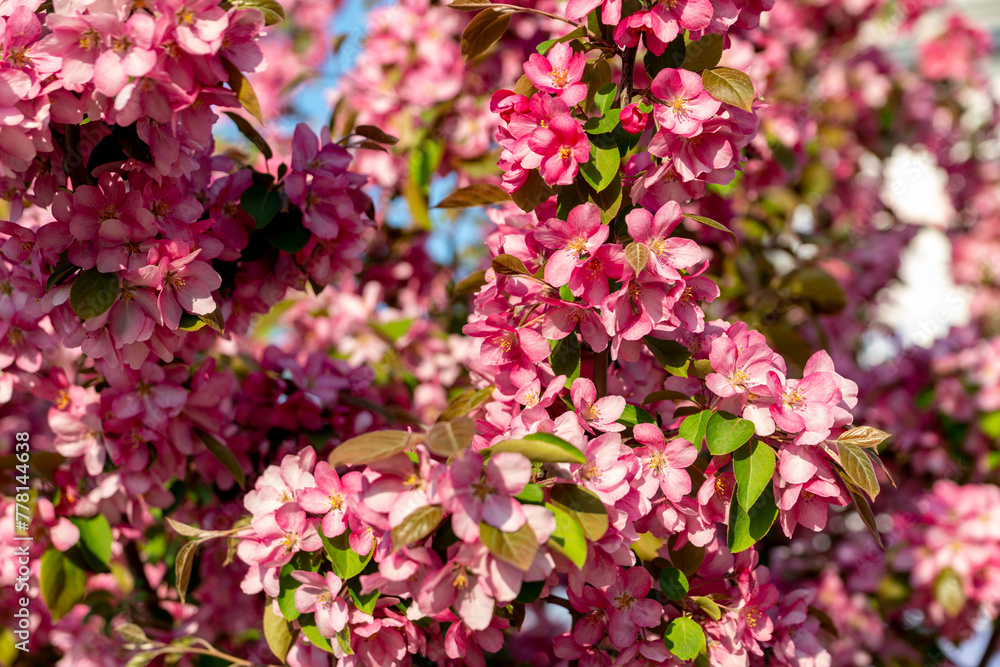A blooming pink apple tree in the city. Niedzwetzky apple (malus niedzwetzkyana) A blooming pink apple tree in the city. Niedzwetzky apple (malus niedzwetzkyana)