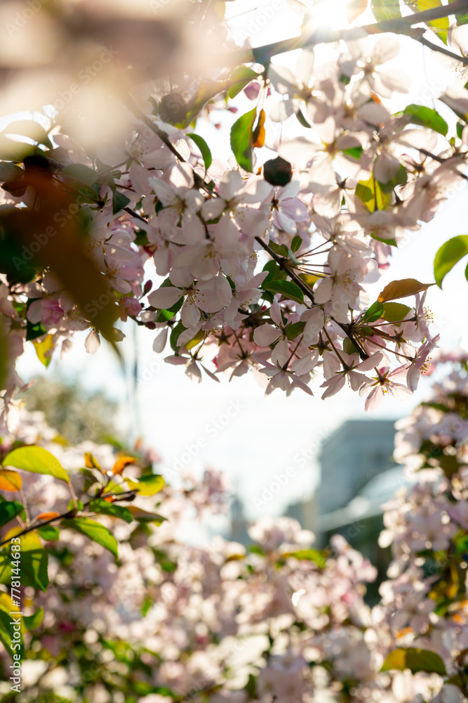 Obraz premium A blooming pale pink apple tree in the city. Niedzwetzky apple (malus niedzwetzkyana)