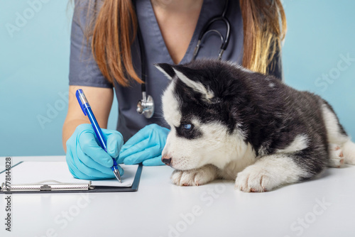 Puppy being examined by veterinarian with stethoscope