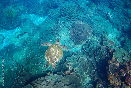 Fototapeta Naklejka Na Ścianę i Meble -  サンゴ礁を泳ぐ大きく美しいアオウミガメ（ウミガメ科）の群れ。

スキンダイビングポイントの底土海水浴場。
航路の終点、太平洋の大きな孤島、八丈島。
東京都伊豆諸島。
2020年2月22日水中撮影。


A school of Big beautiful green sea turtles (Chelonia mydas, family comprising sea turtles) swimmin