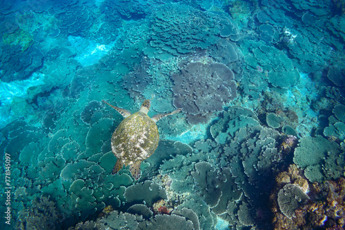 Fototapeta Naklejka Na Ścianę i Meble -  サンゴ礁を泳ぐ大きく美しいアオウミガメ（ウミガメ科）の群れ。

スキンダイビングポイントの底土海水浴場。
航路の終点、太平洋の大きな孤島、八丈島。
東京都伊豆諸島。
2020年2月22日水中撮影。


A school of Big beautiful green sea turtles (Chelonia mydas, family comprising sea turtles) swimmin