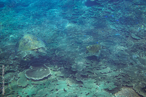 サンゴ礁を泳ぐ大きく美しいアオウミガメ（ウミガメ科）の群れ。スキンダイビングポイントの底土海水浴場。 航路の終点、太平洋の大きな孤島、八丈島。 東京都伊豆諸島。 2020年2月22日水中撮影。A school of Big beautiful green sea turtles (Chelonia mydas, family comprising sea turtles) swimmin