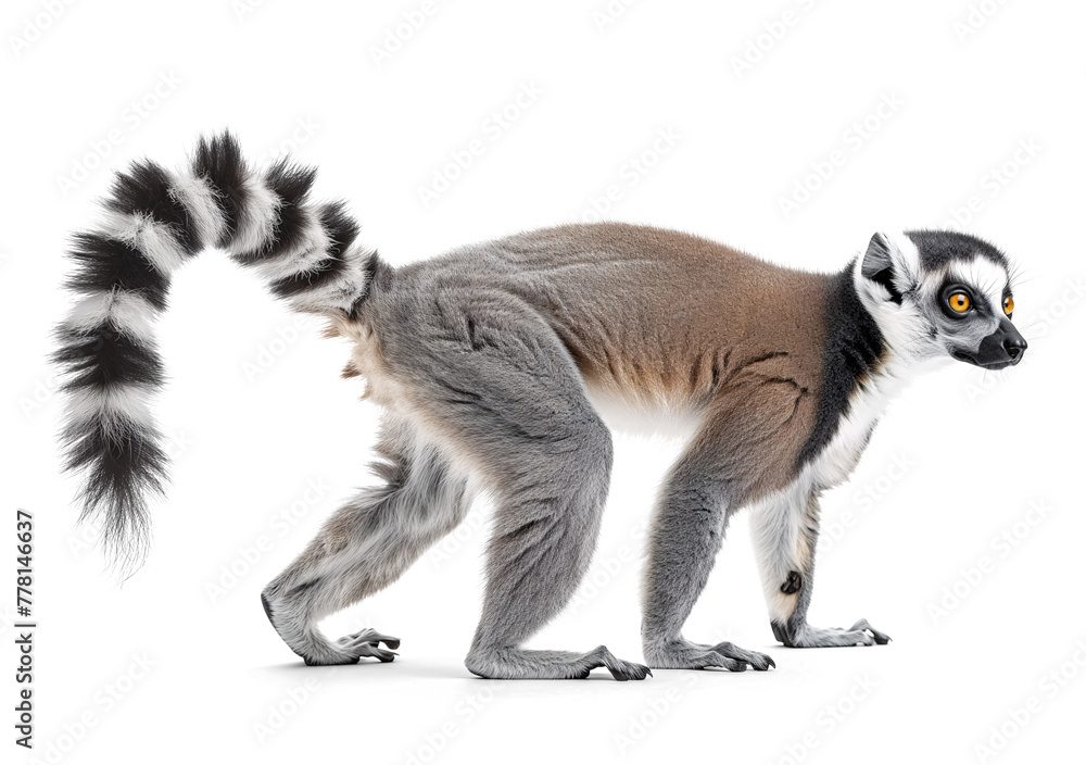 Obraz premium Ring-tailed lemur walking