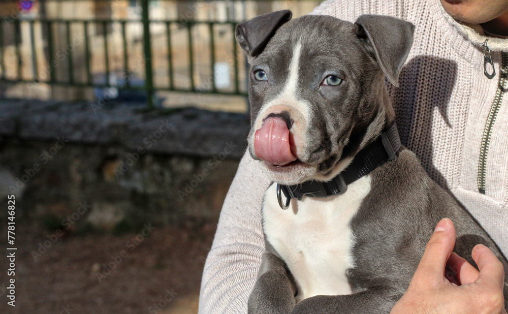 Little blue pit bull puppy held in arms, nice eyes and gray and white hair, taking out his tongue looking in front, off leash, outdoor. Copy space Little blue pit bull puppy held in arms, nice eyes and gray and white hair, taking out his tongue looking in front, off leash, outdoor. Copy space