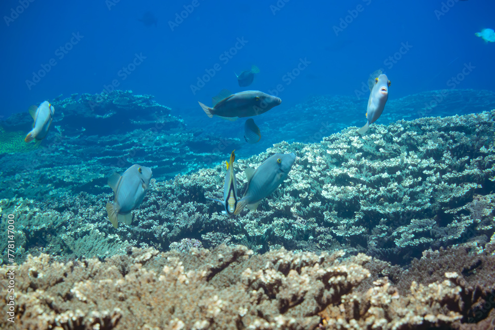 Fototapeta premium 素晴らしいサンゴ礁の美しいハクセイハギ(カワハギ科科)他の群れ。スキンダイビングポイントの底土海水浴場。 航路の終点、太平洋の大きな孤島、八丈島。 東京都伊豆諸島。 2020年2月22日水中撮影。A school of the Beautiful Whitespotted filefish (Cantherhines dumerilii) and others in Wonderful c