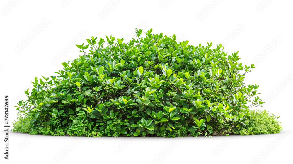 bush isolated on white background.